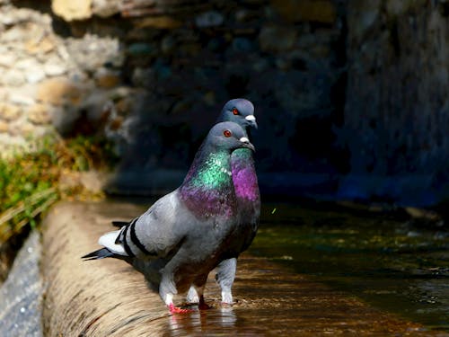Free Close-Up Shot of Feral Pigeons on Water
 Stock Photo