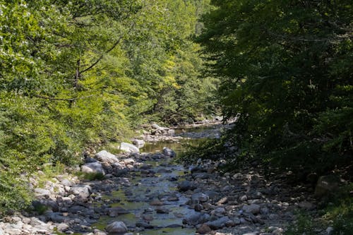 Imagine de stoc gratuită din apă curgătoare, arbori, codru