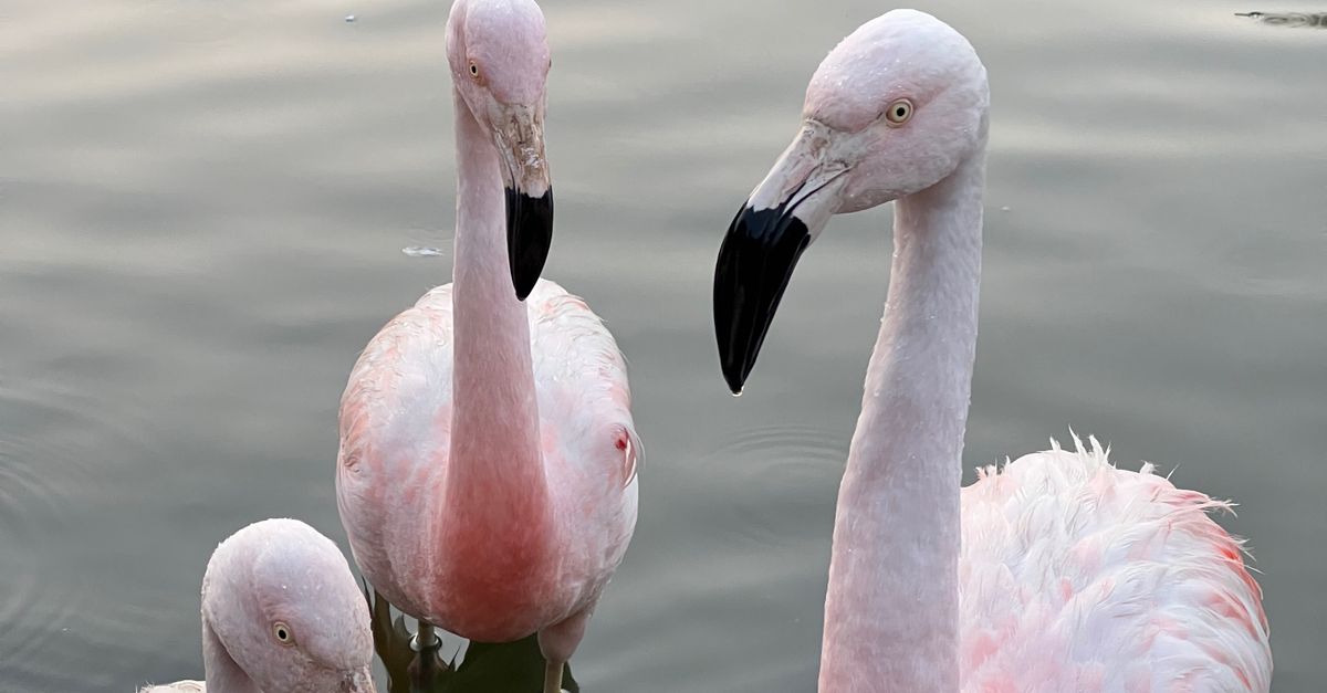 Lagoa com flamingos no Parque Bicentenário, em Santiago