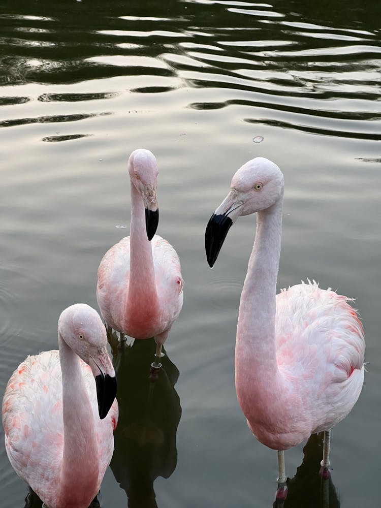 Chilean Flamingos