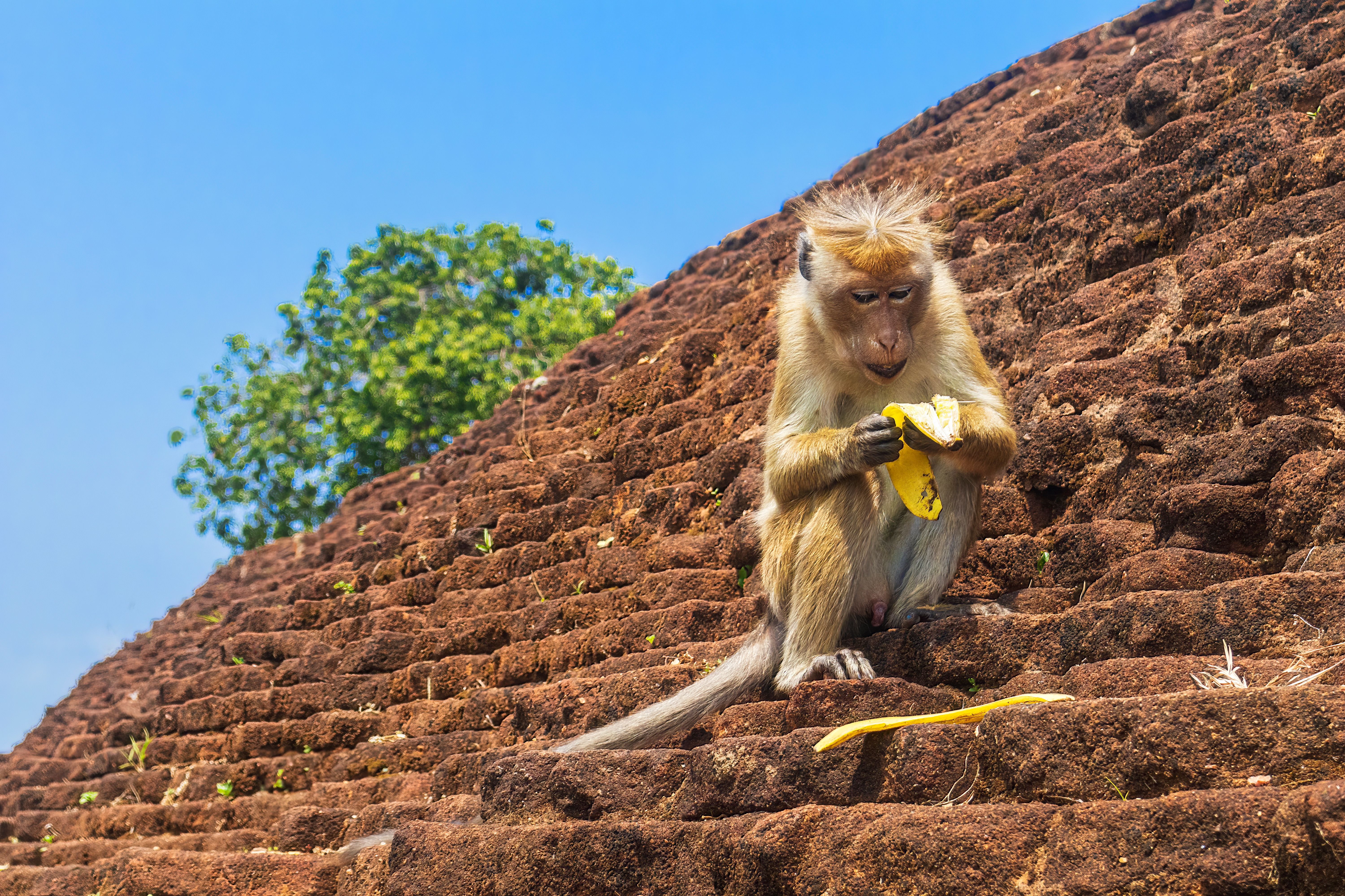 Vaccinations and Health Tips for Sri Lanka Travel