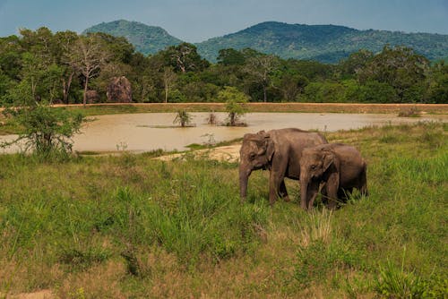 Безкоштовне стокове фото на тему «африканські слони, дика природа, пасовище»