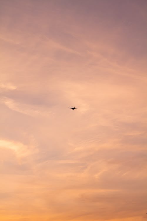 Fotobanka s bezplatnými fotkami na tému lietajúci vták, oranžová obloha, záber z malého uhla
