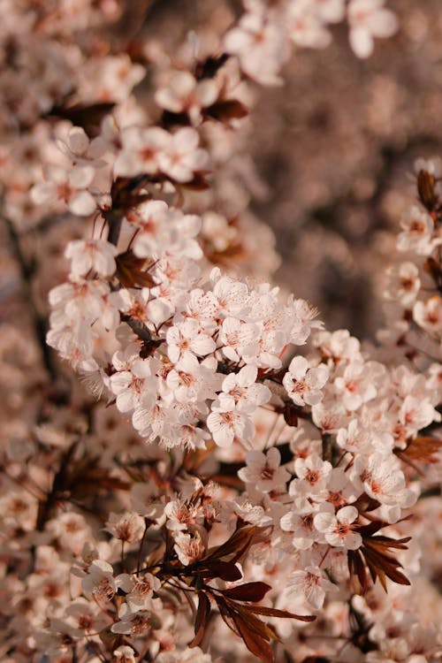 Close-up of White Cherry Blossoms