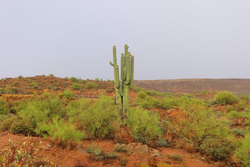 Základová fotografie zdarma na téma kaktusy, keře, krajina