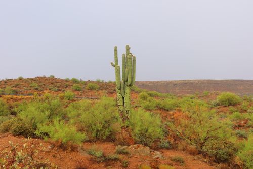 Free A serene desert scene showcasing a tall cactus amidst arid terrain and sparse vegetation. Stock Photo