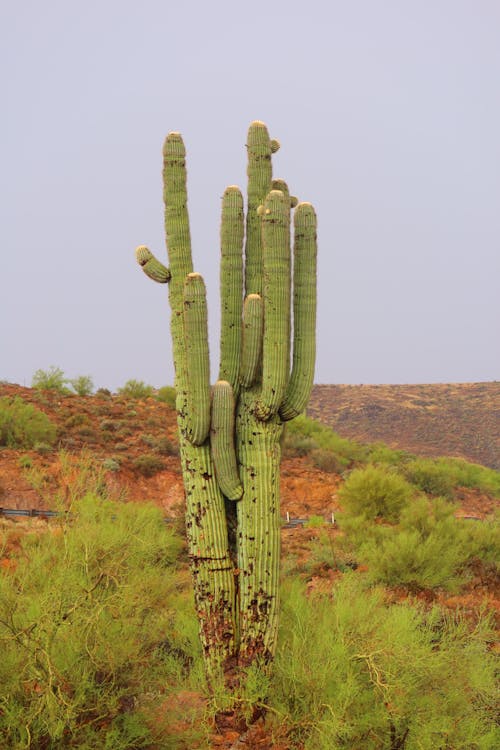 Безкоштовне стокове фото на тему «saguaro, вертикальні постріл, дикий»