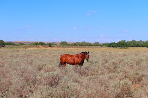 alan, at, Çiftlik hayvanı içeren Ücretsiz stok fotoğraf