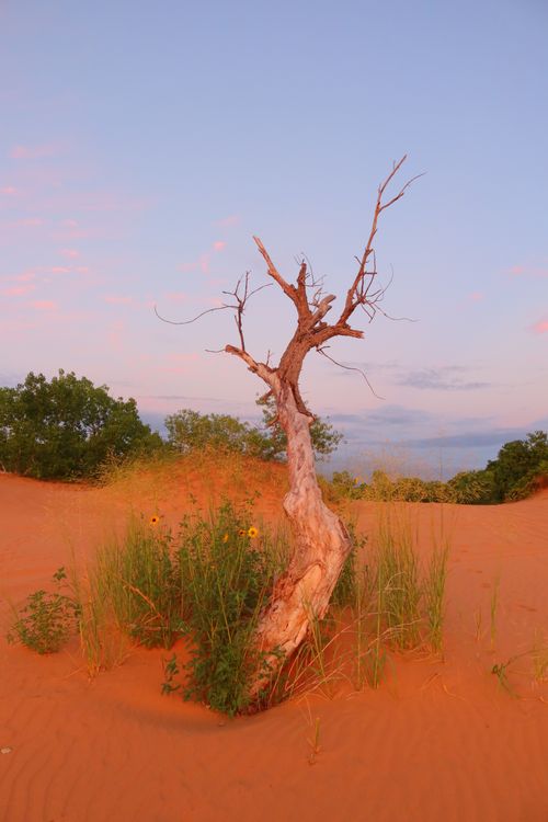 Free A lone tree stands amidst a sandy desert landscape under a soft pink sky at dusk, surrounded by sparse vegetation. Stock Photo