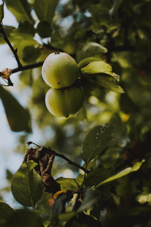 Gratis lagerfoto af æbler, afgrøder, blade Lagerfoto