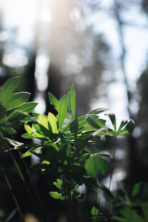 녹색 잎 식물의 초점 사진