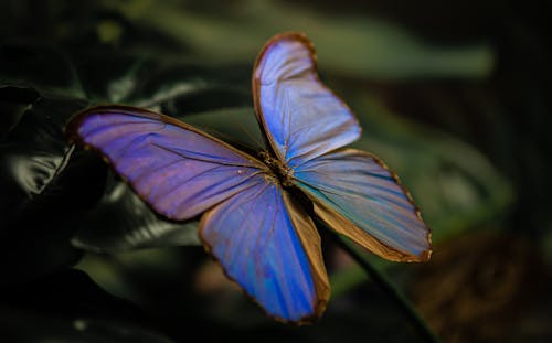 Blue Butterfly in Macro Photography