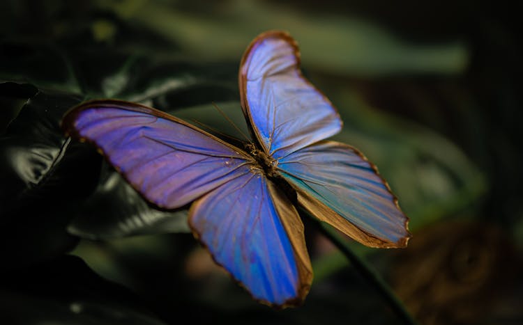 Blue Butterfly In Macro Photography