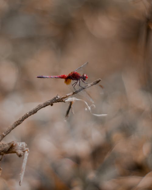 Foto profissional grátis de animal, asa de libélula, câmera fotografica