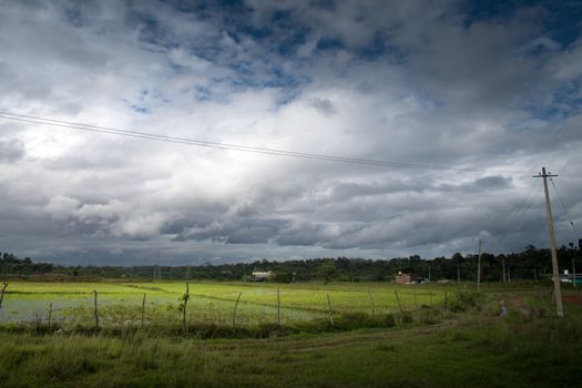 A peaceful agricultural field under a dramatic cloudy sky, showcasing vibrant greens and rural life.