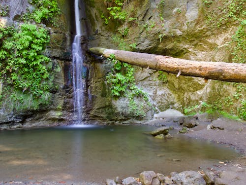 Maple Falls, the Forest of Nisene Marks State Park, California, USA