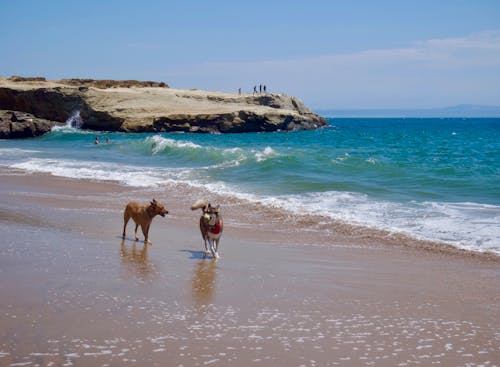 Two Dogs Walking on the Beach