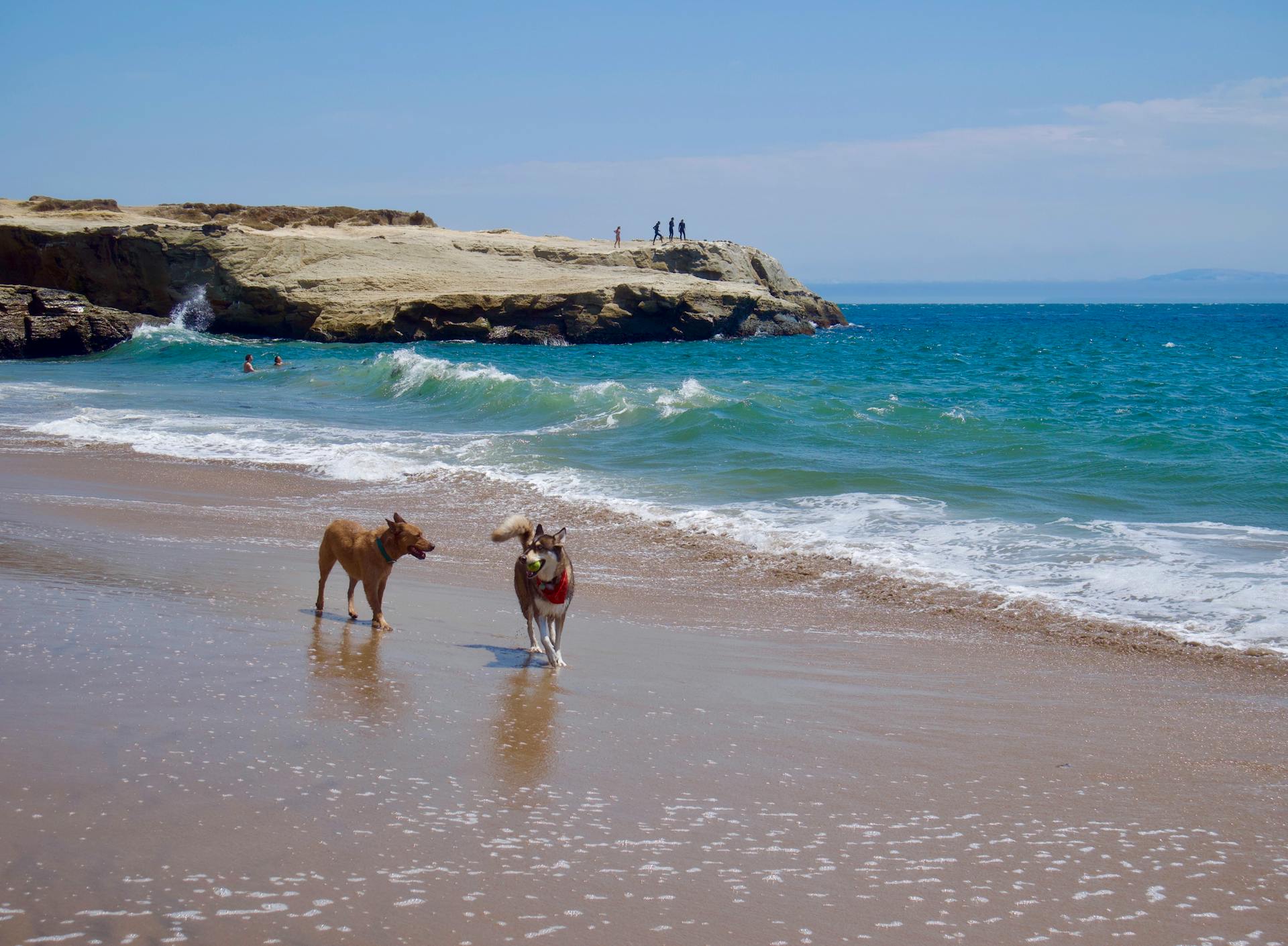 Two Dogs Walking on the Beach