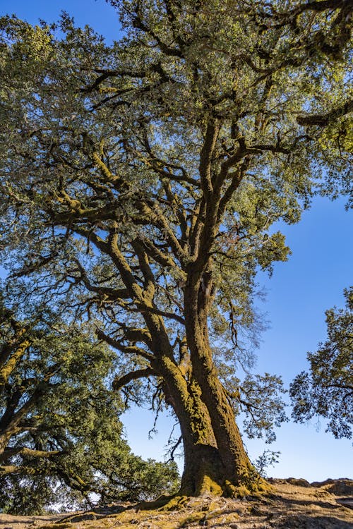 Old Oak Tree 