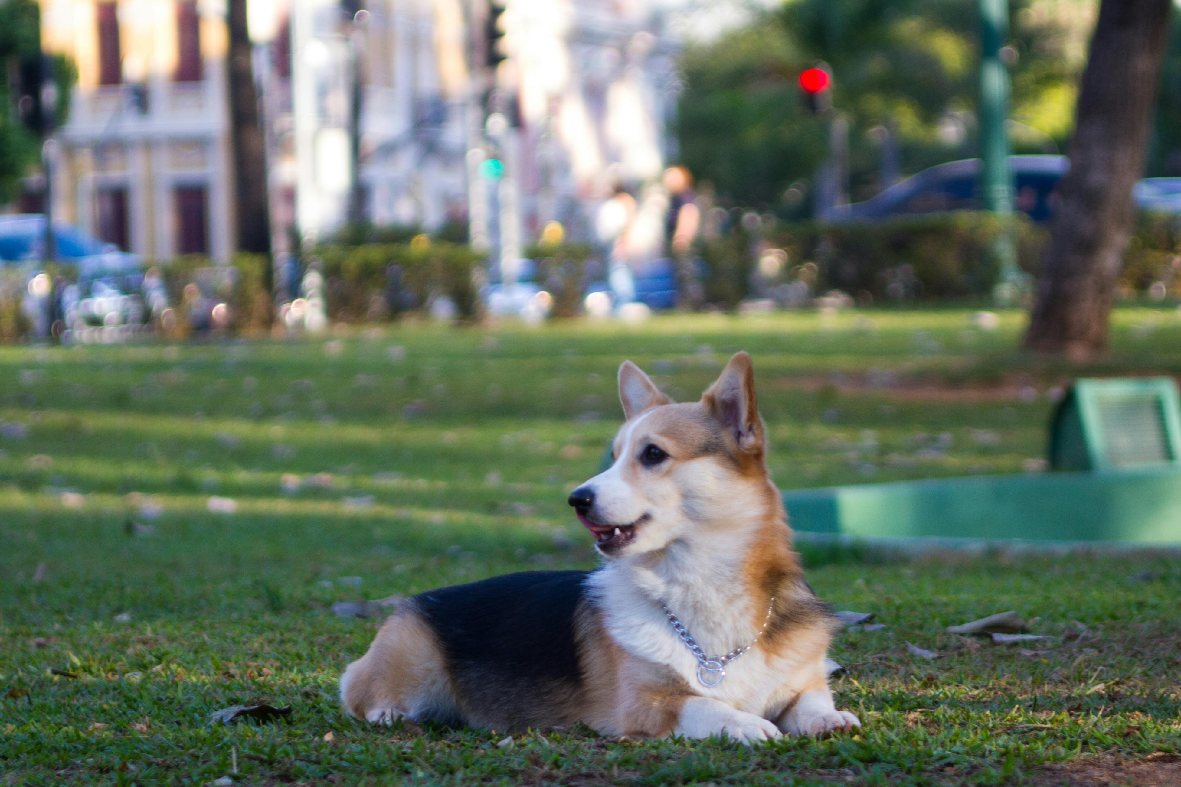 コーギー 犬の無料の写真素材