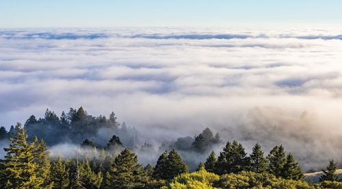 Free Stunning aerial view of a mist-covered forest against a blanket of clouds. Stock Photo