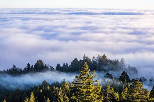Free A serene aerial shot capturing a mist-covered forest with fluffy clouds above, creating a dreamy landscape. Stock Photo