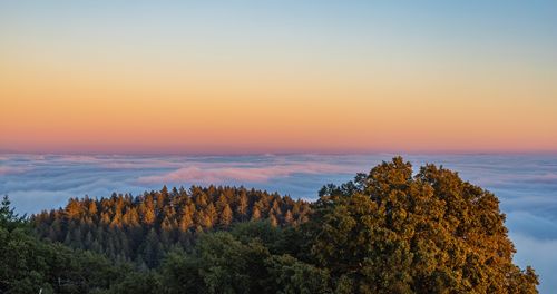 Free Breathtaking view of sunset over a forest with clouds below. Vibrant colors and serene landscape. Stock Photo