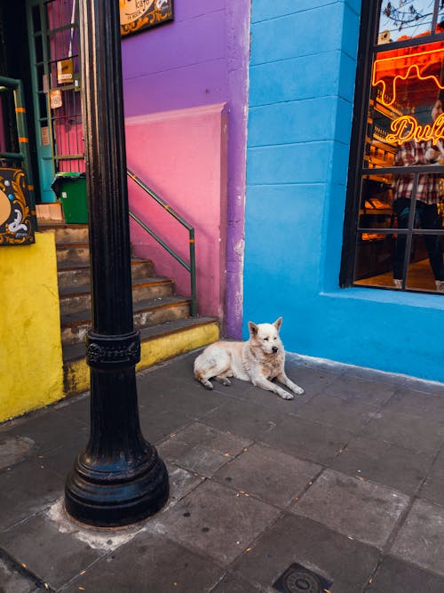 Free A Dog Lying Down in a City Stock Photo