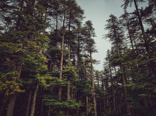 Free A captivating view of a dense forest with towering trees under a calm sky. Stock Photo