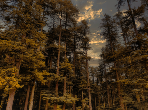 Free Beautiful twilight view of a dense forest with towering trees and golden light. Stock Photo