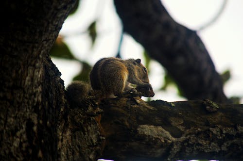 Free stock photo of eastern gray squirrel, grey squirrel, ground squirrel