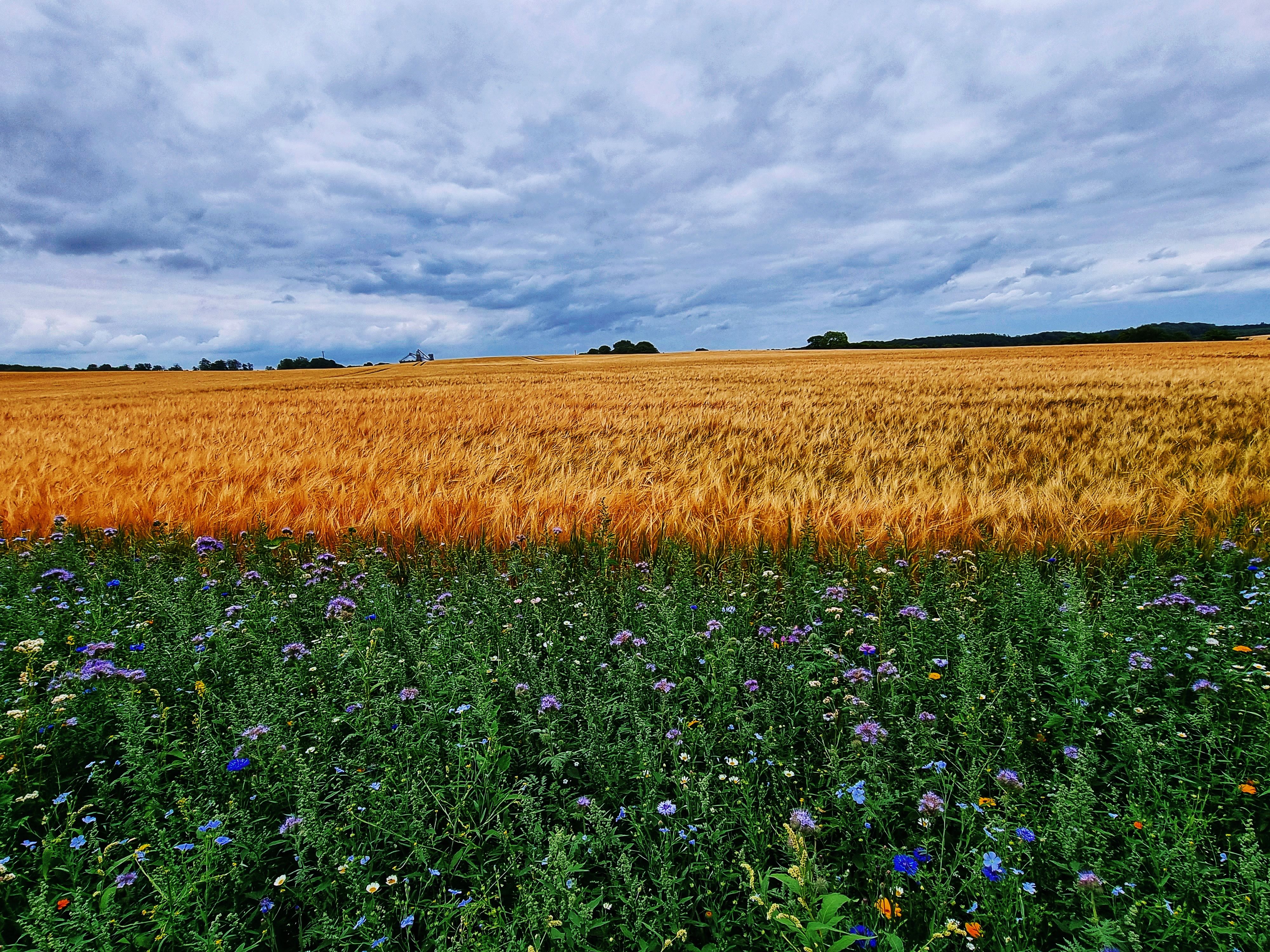 A side-by-side comparison: left, a depleted field; right, a lush regenerative farm with crops and wildflowers