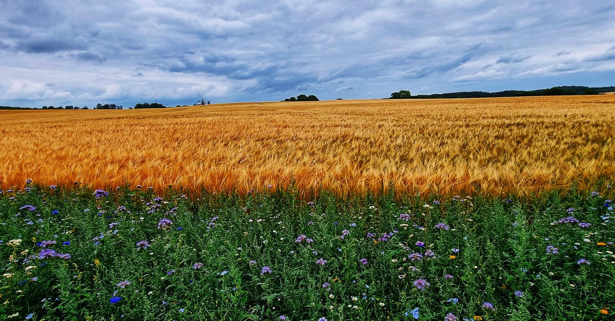 A side-by-side comparison: left, a depleted field; right, a lush regenerative farm with crops and wildflowers
