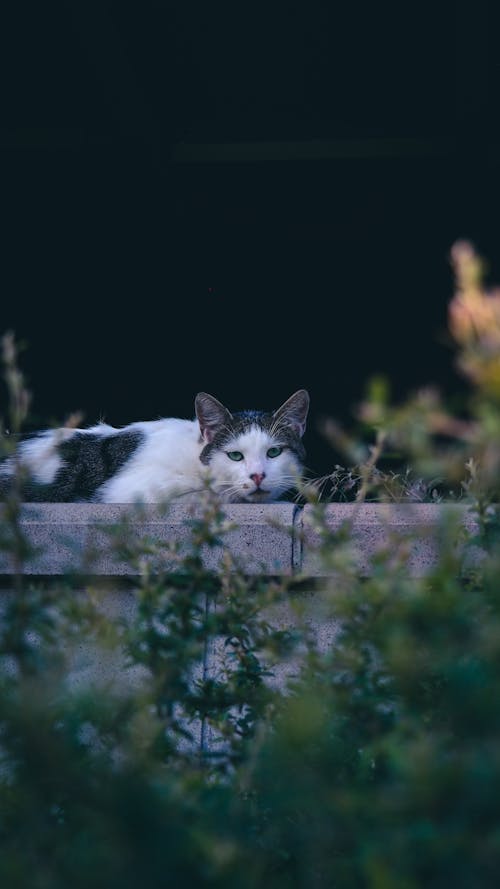 Kostnadsfri bild av djur, djurfotografi, husdjur