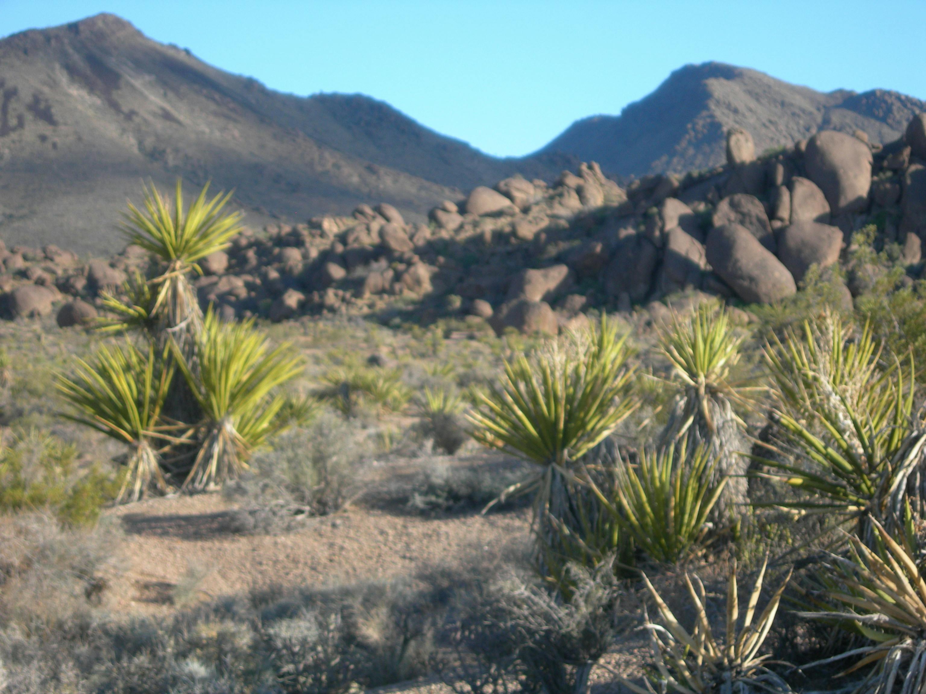 Free stock photo of Catus, desert, lanscape