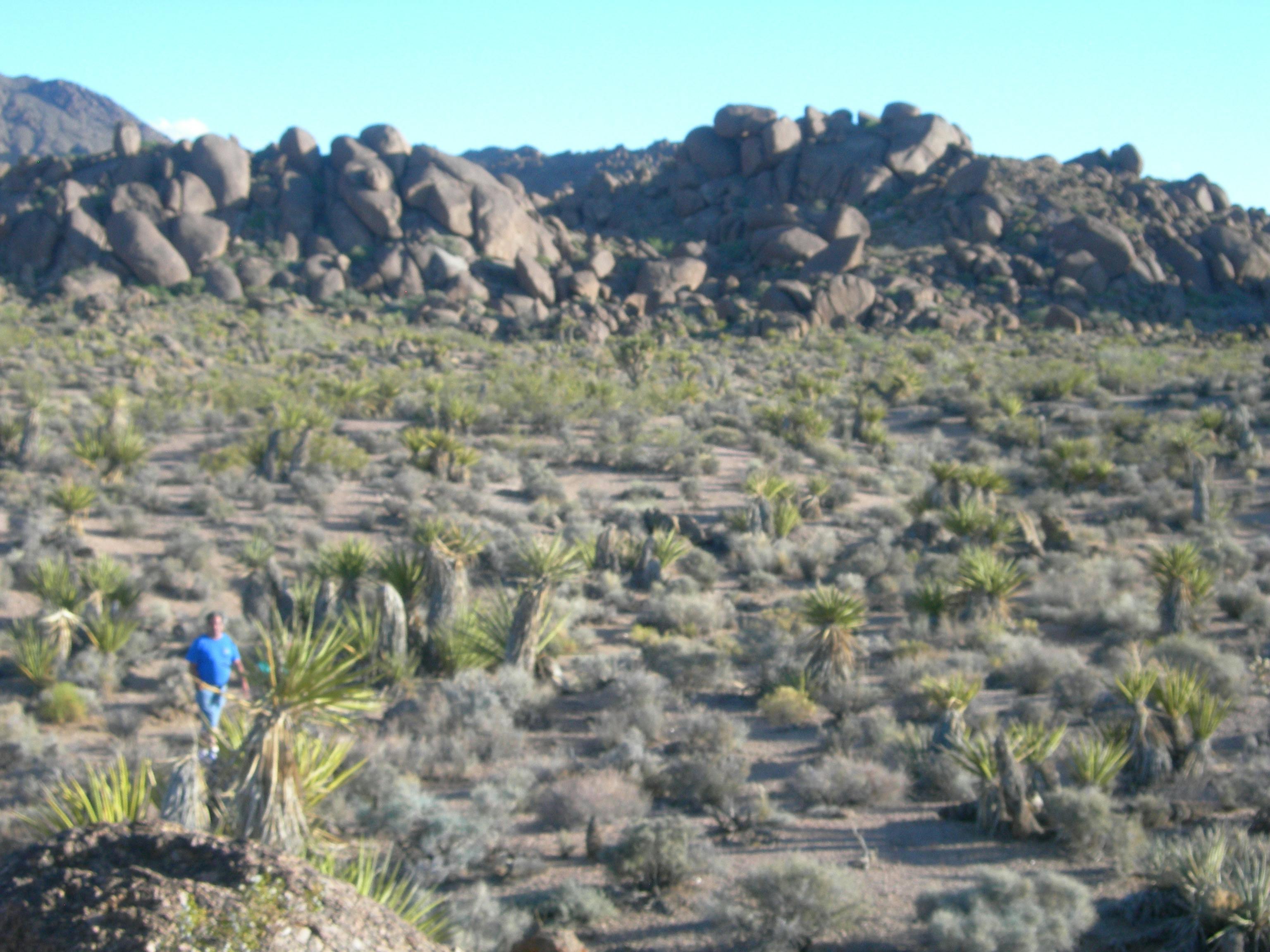 Free stock photo of Catus, desert, hiking