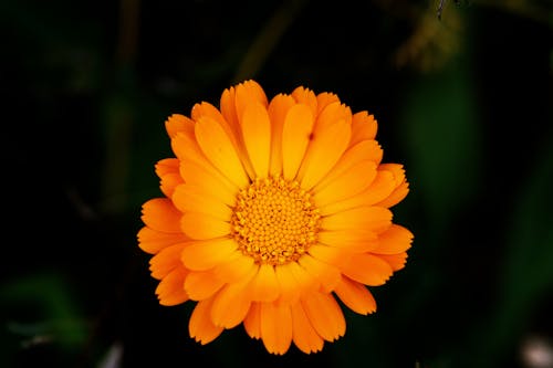 Foto stok gratis alam, bunga, bunga marigold