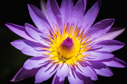 A Close-up of Purple and Yellow Waterlily Flower