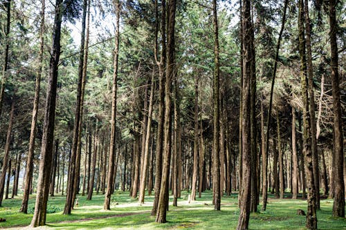 Безкоштовне стокове фото на тему «вічнозелений, дерева, Деревина» стокове фото