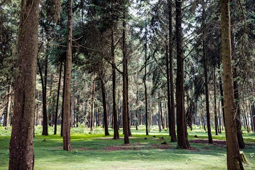 Gratis Fotos de stock gratuitas de árboles verdes, campo de hierba, medio ambiente Foto de stock