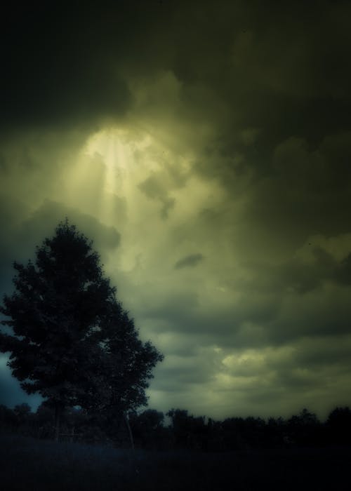 Free stock photo of apple tree, clouds, green