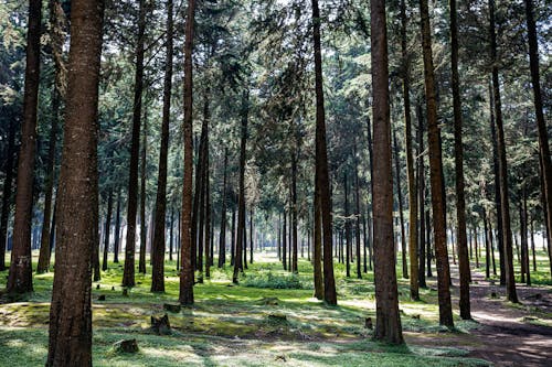 パーク, 並んでいる, 常緑樹の無料の写真素材