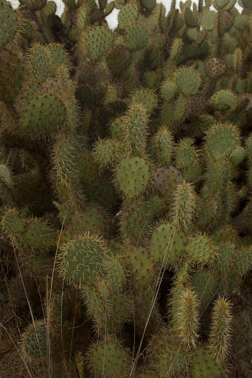 Fotobanka s bezplatnými fotkami na tému hroty, kaktus, opuntia oricola