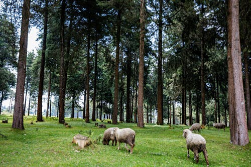 Základová fotografie zdarma na téma hospodářská zvířata, ovce, příroda