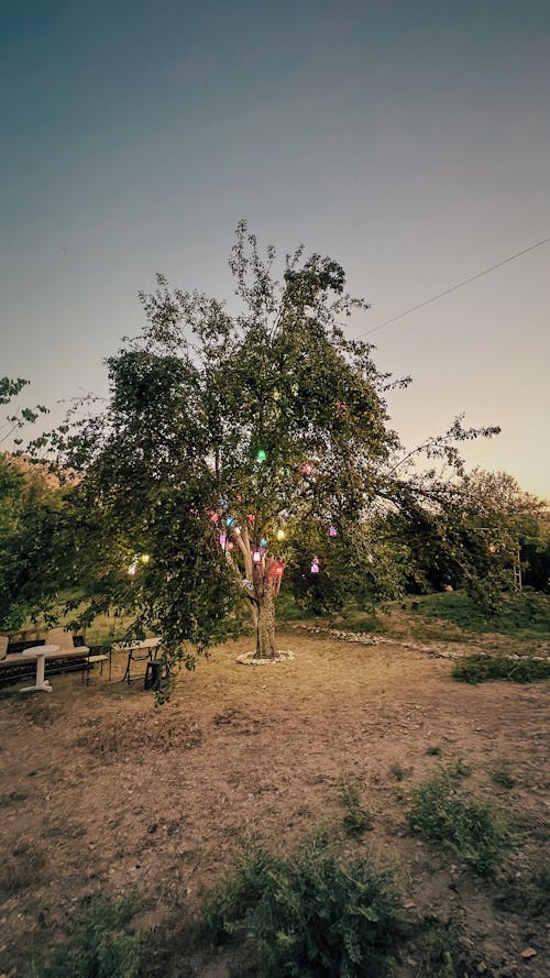 Foto profissional grátis de árvores, cordão de lâmpadas, iluminar