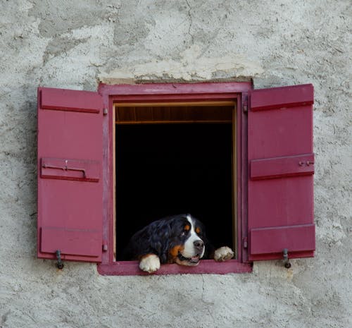 Fotobanka s bezplatnými fotkami na tému bernský salašnícky pes, cicavec, dog-fotografovanie