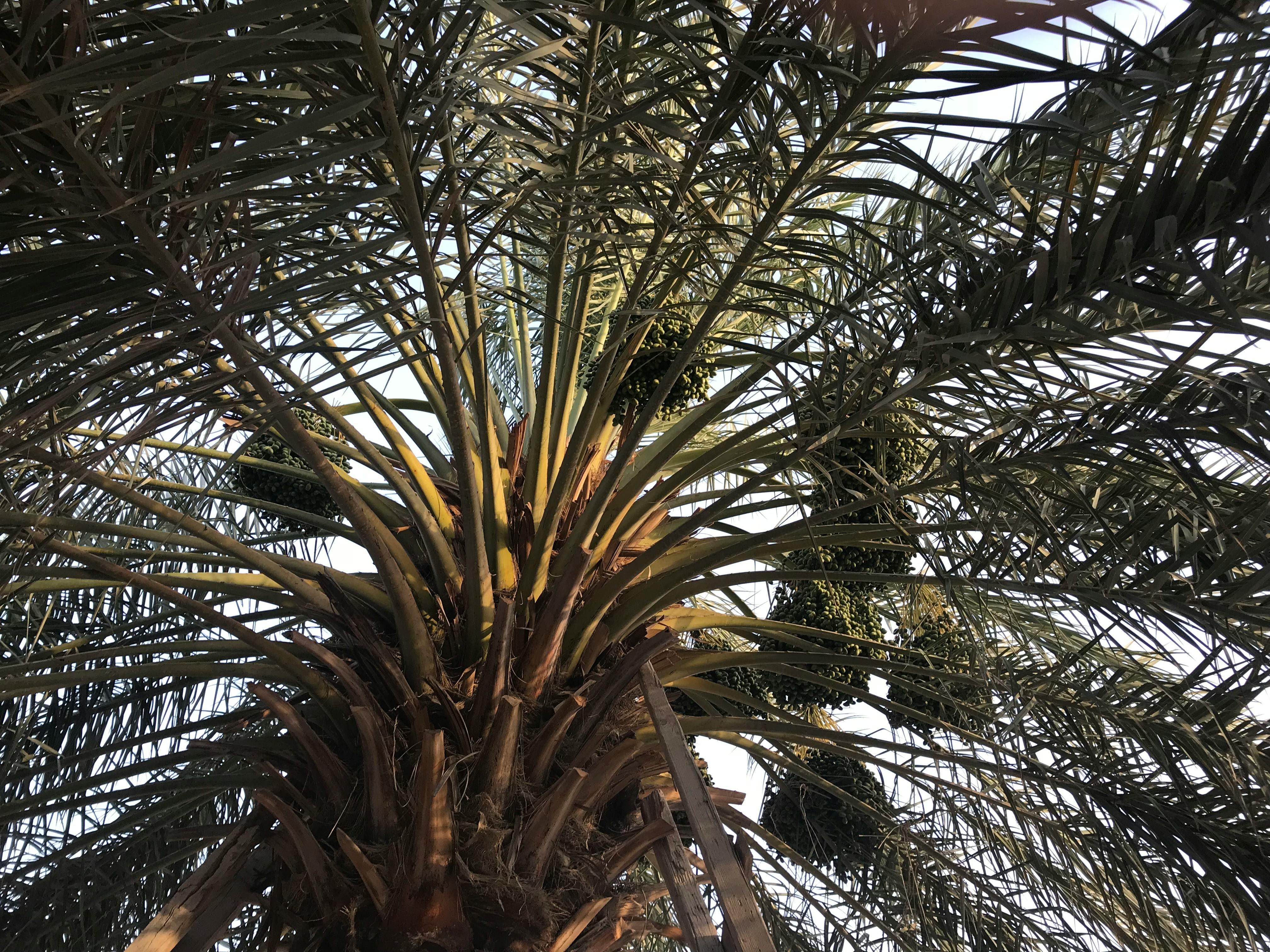 Free stock photo of date palm