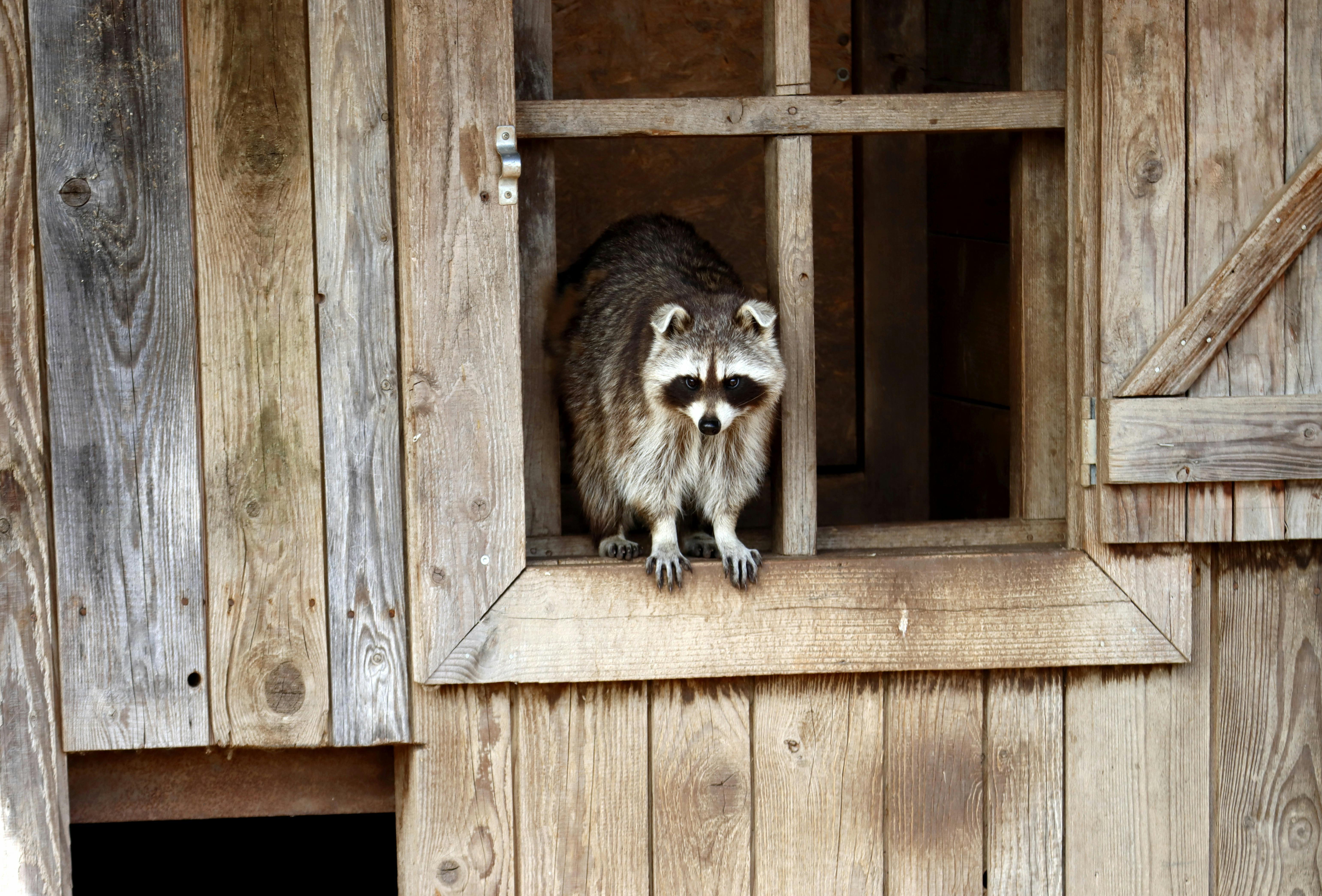 Brown and White Raccoon on Brown Wooden Window · Free Stock Photo