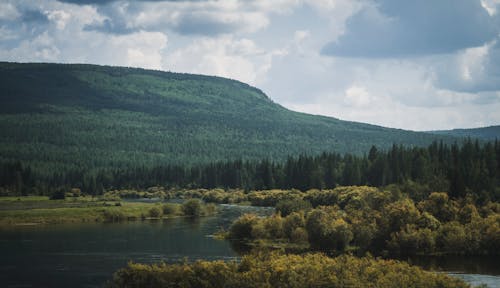 Green Trees Beside the River