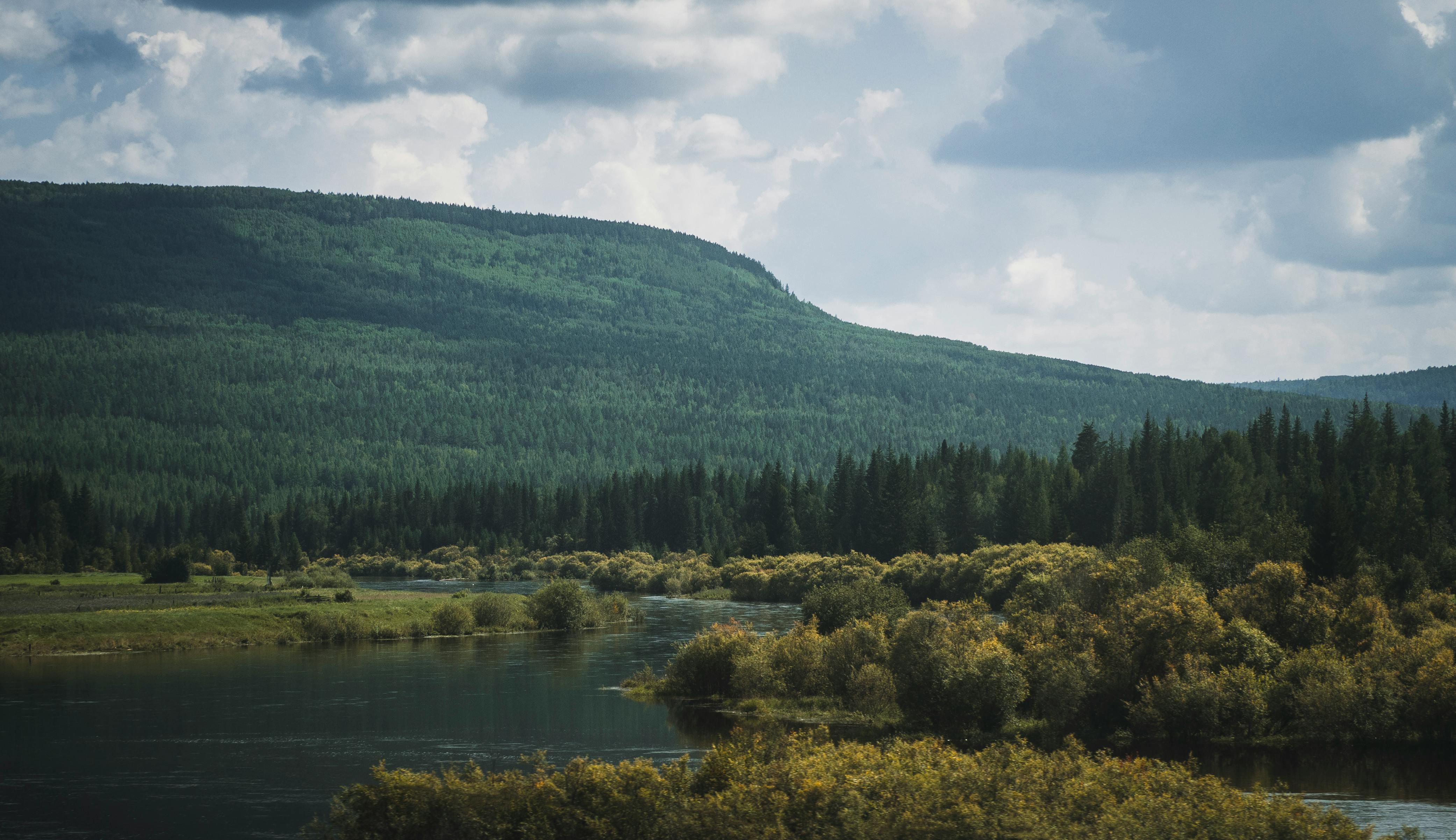 Beautiful Trees in Manali, Himachal Pradesh. · Free Stock Photo